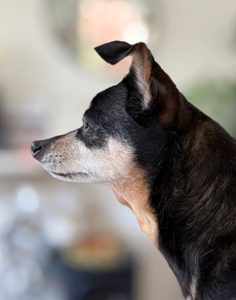 Milo