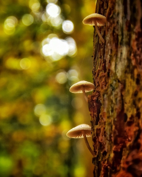 Paddenstoelen 