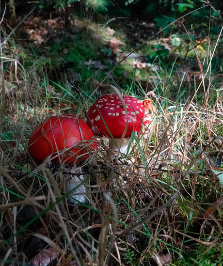 Vliegenzwammen!🍄❤️🍄