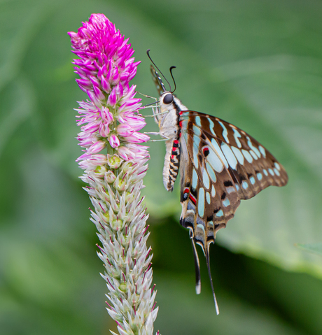 Graphium antheus