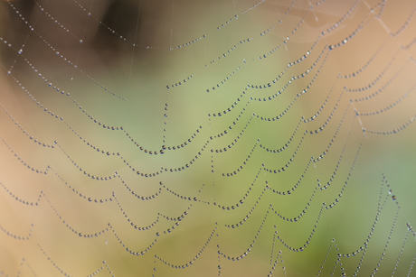 Pareltjes op een spinnenweb