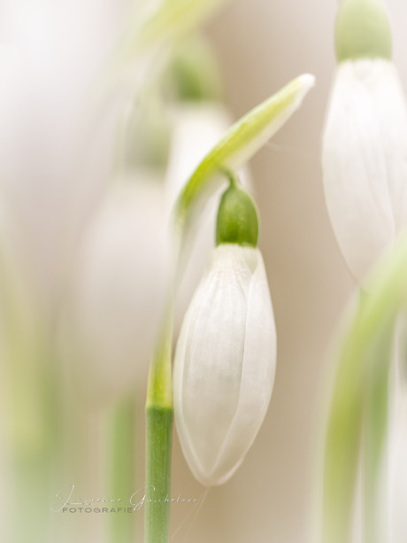 Snowdrops