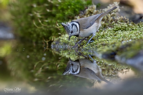 Wie is de mooiste….?