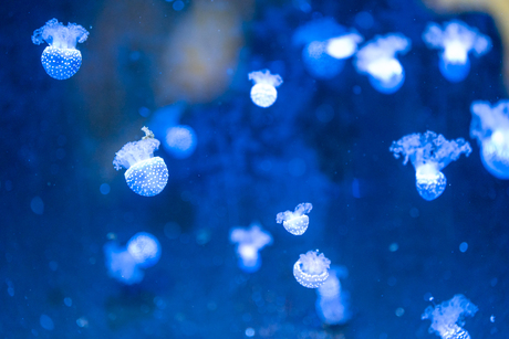 Ouwehands dierenpark