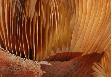 Close-up paddenstoelen