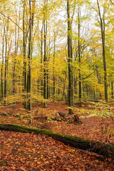 Herfstkleuren in het Waterloopbos