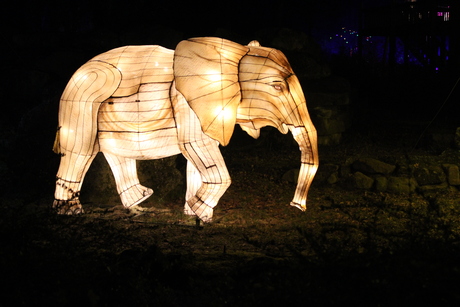 Light olifant 