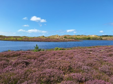 Bloeiende heide