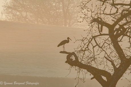 zwarte Ooievaar in de ochtend nevel 