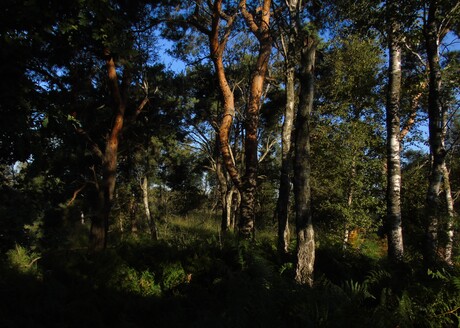 Bomen in de ochtendzon