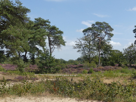Mandefjild