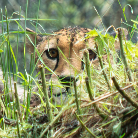 cheetah