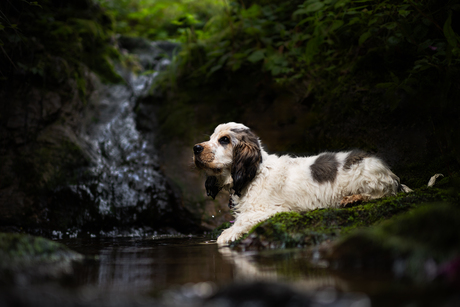 Dog's peaceful moment