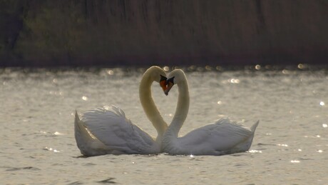 Echte liefde