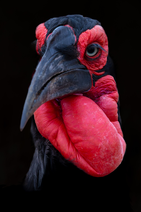 Southern ground hornbill