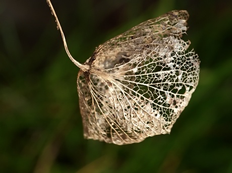 hortensia blad