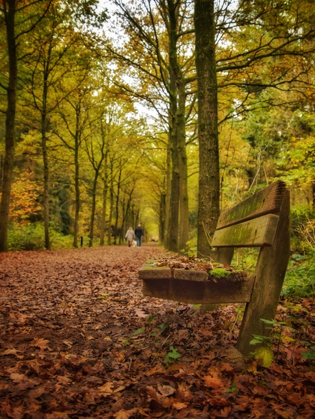 Herfst in het bos