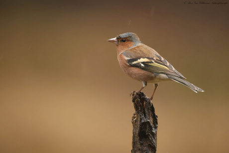 Vink in de regen
