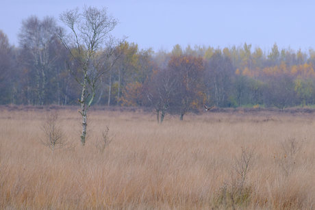 Bargerveen