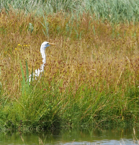 Witte reiger