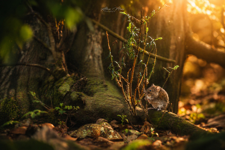 Muisje in het bos