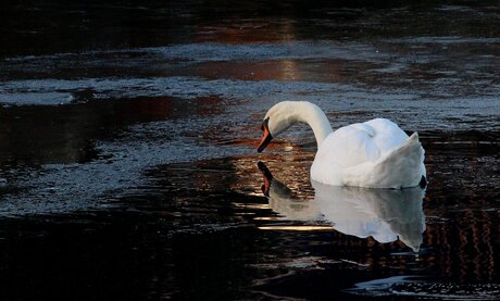 Le Lac des Cygnes.