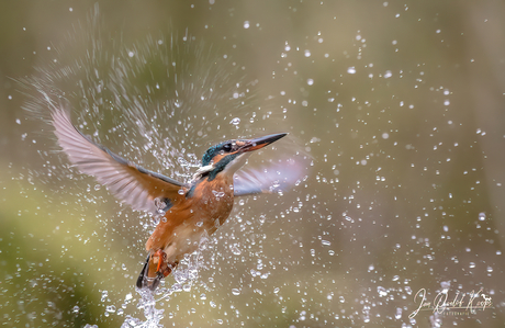 Ijsvogel