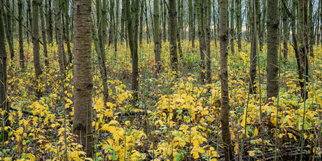 Bladeren ratelpopulier begin december