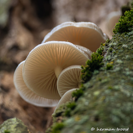 hoog in de boom