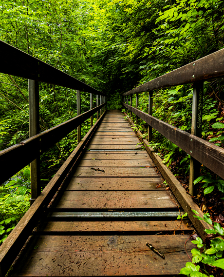 Brug in het bos
