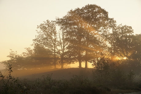 Ochtend op de heide