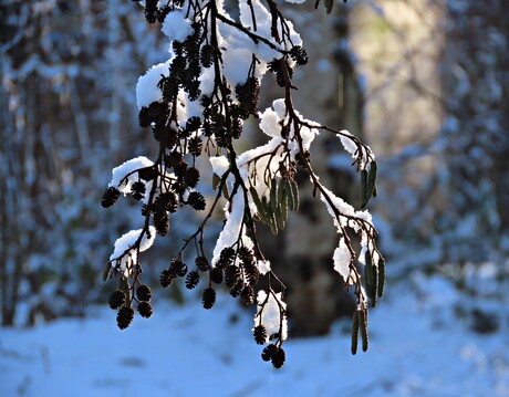 Sneeuw op zwarte els