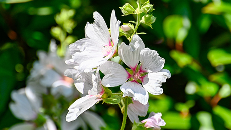 De Lavatera
