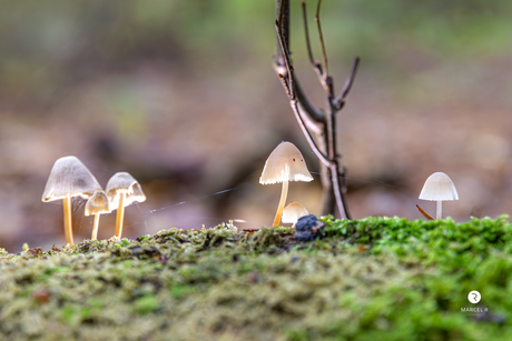 herfst paddestoelen