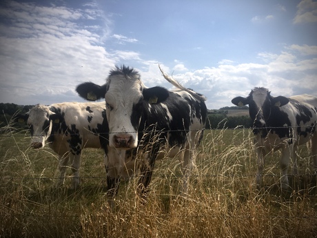 Cows during the bike ride.