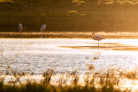 Zonsondergang bij de flamingo's
