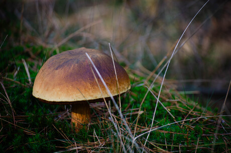 Paddenstoel 