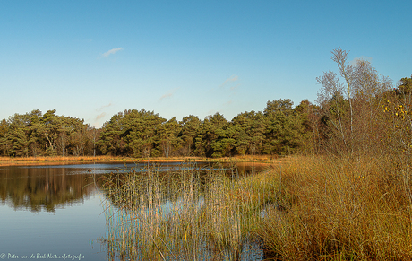 Catspoele bij de Delleboersterheide