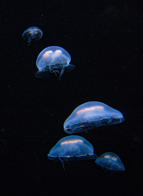 Lichtgevende kwallen