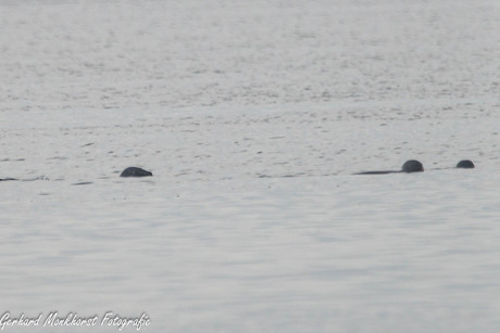 Zeehonden