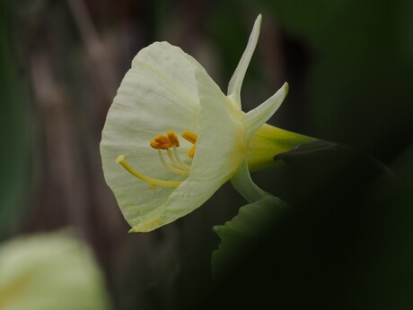 Narcissus bulbocodium 