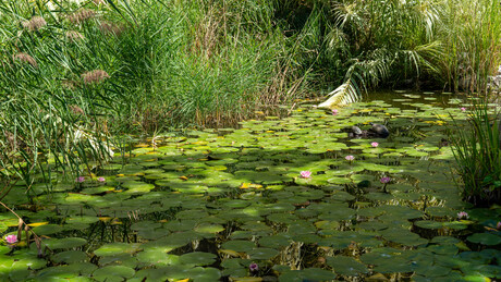 Schildpadden aan het zonnen