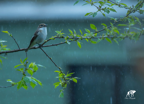 Singin' in the Rain