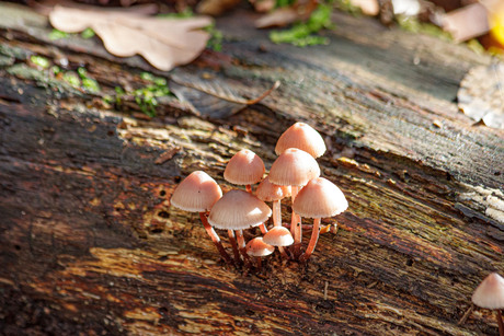 koppel gezin op zwam in stratum