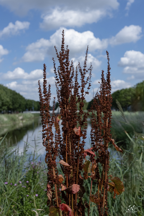 Zomaar Haarlemmermeer 