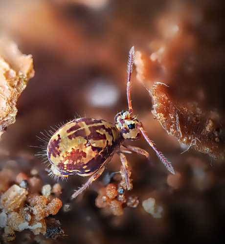 Springstaartje in zijn camouflage pak.