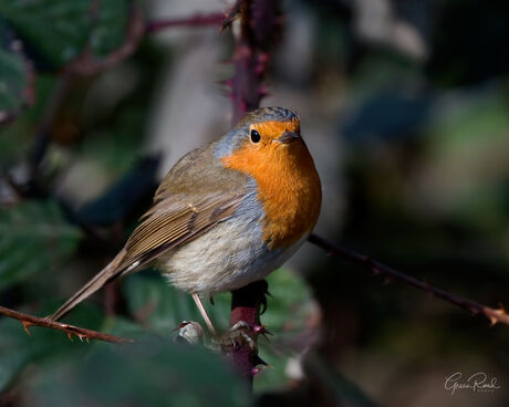 Robin