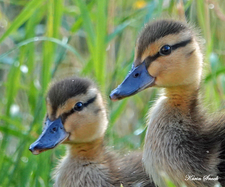 "Ducklings..."
