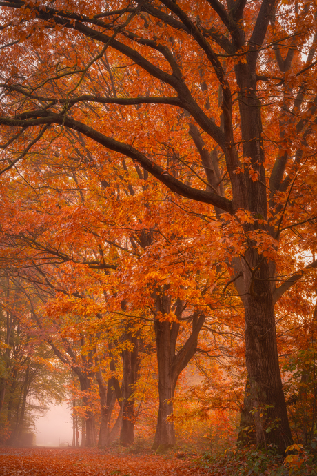 Herfstkleuren.