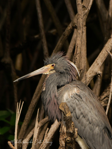 Witbuikreiger in broedkleed